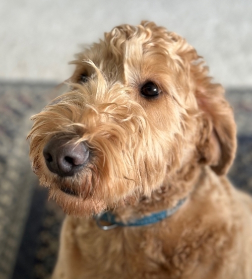 Alt Text for Dog Name