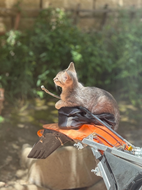 Alt Text for Cat Name